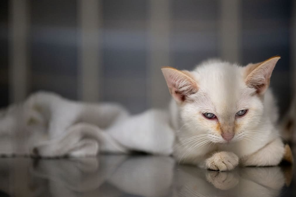 Cat owners are spending more and boosting pet retailers