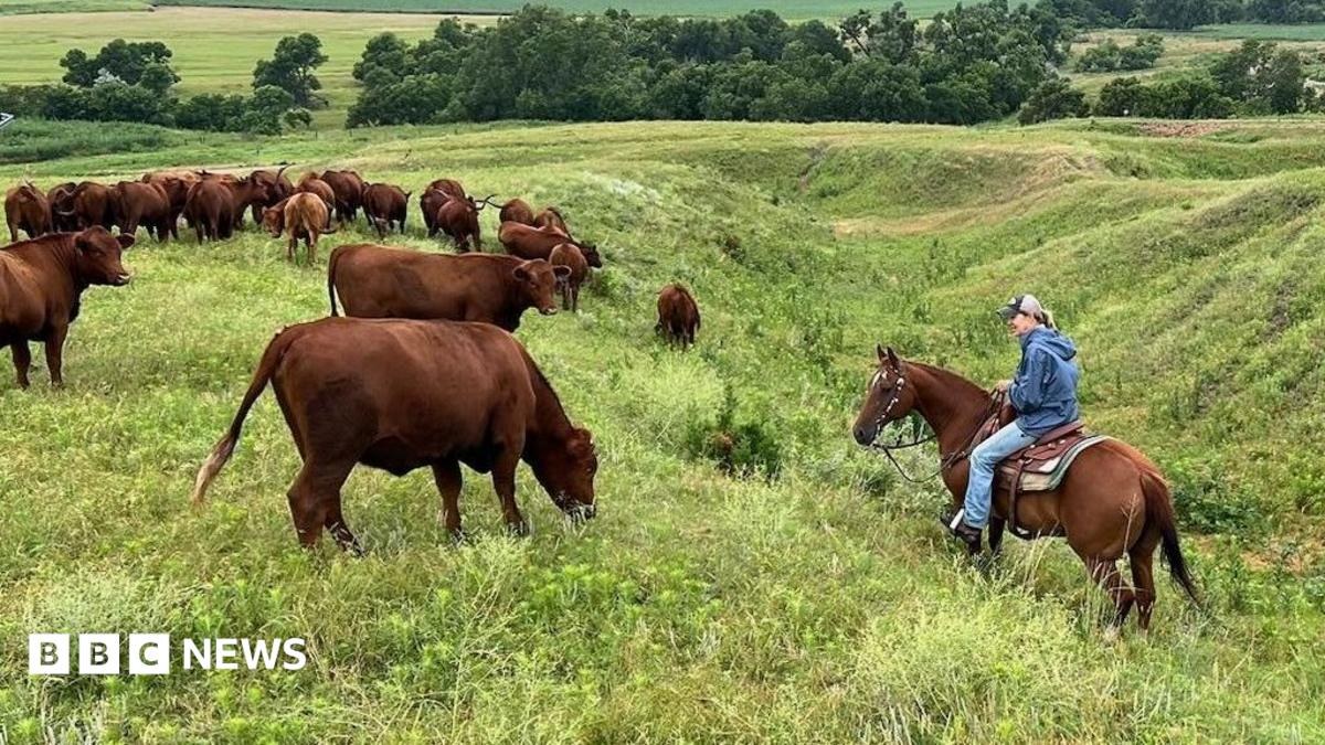 American ranchers wrestle with soaring costs - and their loyalty to Trump